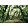 Noordwand Komar Stefan Hefele Fotobehang Ancient Green - SHX9-104