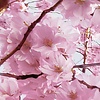 Noordwand Komar Stefan Hefele Fotobehang Bloom - SH083-VD4