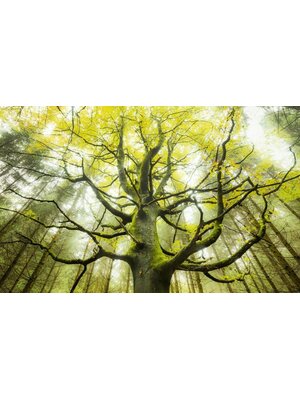 Noordwand Komar Stefan Hefele Fotobehang Der Traumbaum - SHX9-020