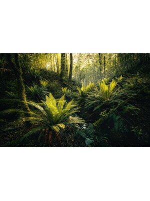 Noordwand Komar Stefan Hefele Fotobehang Fjordland Woods - SHX9-110