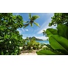 Komar Stefan Hefele; Komar Wanderlust Fotobehang Cast Away Jungle - SHX9-106