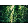 Komar Stefan Hefele; Komar Wanderlust Fotobehang Green Leaves - SHX9-114