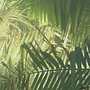 Komar Stefan Hefele; Komar Wanderlust Fotobehang Jurassic Island - SHX9-117 Komar Stefan Hefele; Komar Wanderlust Fotobehang Jurassic Island - SHX9-117