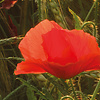 Komar Stefan Hefele; Komar Wanderlust Fotobehang Poppy World - SHX5-071