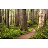 Komar Stefan Hefele; Komar Wanderlust Fotobehang Redwood Trail - SHX9-077