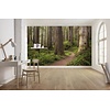 Komar Stefan Hefele; Komar Wanderlust Fotobehang Redwood Trail - SHX9-077