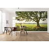 Komar Stefan Hefele; Komar Wanderlust Fotobehang The Magic Tree - SHX9-086