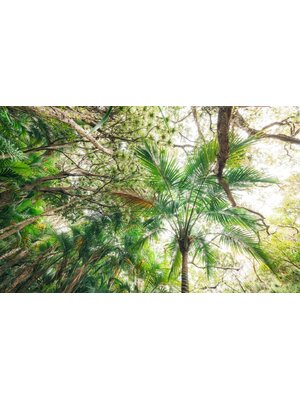 Komar Stefan Hefele; Komar Wanderlust Fotobehang Touch the Jungle - SHX9-128