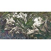 Muance Fotobehang Bongo congo - MU12083 Muance Fotobehang Bongo congo - MU12083