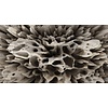 Muance Fotobehang Coral on the wall - MU13095 Muance Fotobehang Coral on the wall - MU13095