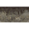 Muance Fotobehang Little victoria - MU13023