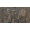 Muance Fotobehang Woodstock - MU11079