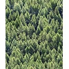 Noordwand Textura Behang met sparren - 1545730