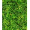 Noordwand Textura Behang mosmuur - 1545733 Noordwand Textura Behang mosmuur - 1545733