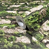 Noordwand Textura Behang stenen muur met mos - 1545732