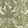 Thai Behang met grote bladeren - 26415