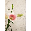 Noordwand The New Design Book Fotobehang craquelé beton - 32756