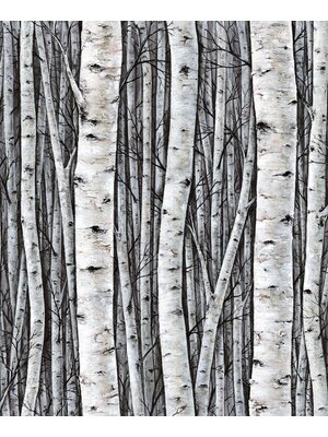 Timber Behang met berkenbomen - 35397