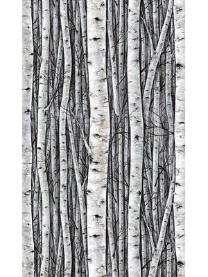 Timber Fotobehang met berkenbomen - 35395