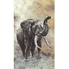 Travertino Fotobehang aquarel olifant - 33099