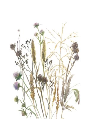 Fotobehang aquarel droogbloemen boeket - 35799