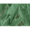 Tahiti - Banya groen - 13304 Tahiti - Banya groen - 13304