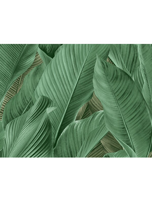Tahiti - Banya groen - 13304