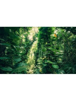 Komar Stefan Hefele; Komar Wanderlust Fotobehang Green Leaves - SHX9-114