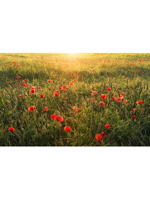 Noordwand Komar Stefan Hefele Fotobehang Poppy World - SHX9-071 Noordwand Komar Stefan Hefele Fotobehang Poppy World - SHX9-071