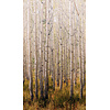 Orom 2 - A42601 - Birch Tree 159x280cm