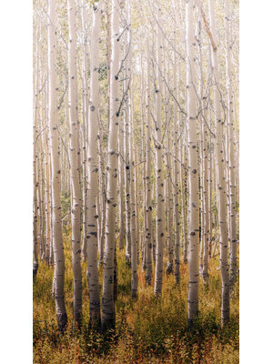 Orom 2 - A42601 - Birch Tree 159x280cm