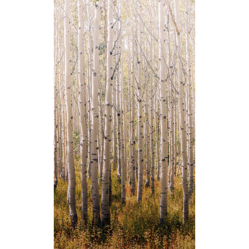 2,8m x 1,59m