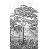 Orom 2 - A56702 - Etch Trees 159x280cm