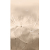 Orom 2 - 203801 - Dandelion 159x280cm