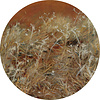 Painted Memories 2 - 8065 - Thistles