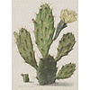 Painted Memories 1 - 8013 - Blooming Cactus