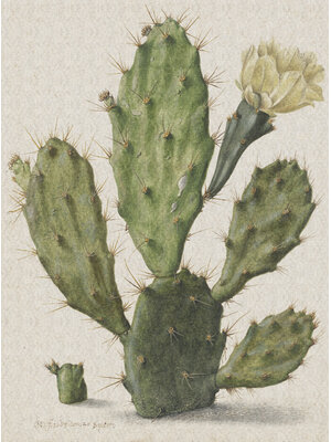 Painted Memories 1 - 8013 - Blooming Cactus