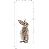 Forest Friends - 159052 Forest Friends - 159052