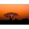 Rasch African Queen 3 - 363654 Rasch African Queen 3 - 363654