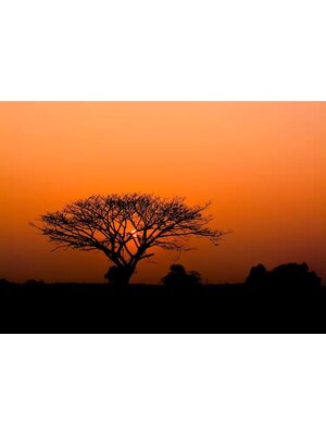 Rasch African Queen 3 - 363654 Rasch African Queen 3 - 363654