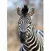 Rasch African Queen 3 - 363623