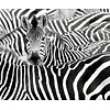 Rasch African Queen 3 - 363616 Rasch African Queen 3 - 363616