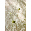 Country Woodland - 215693 Country Woodland - 215693