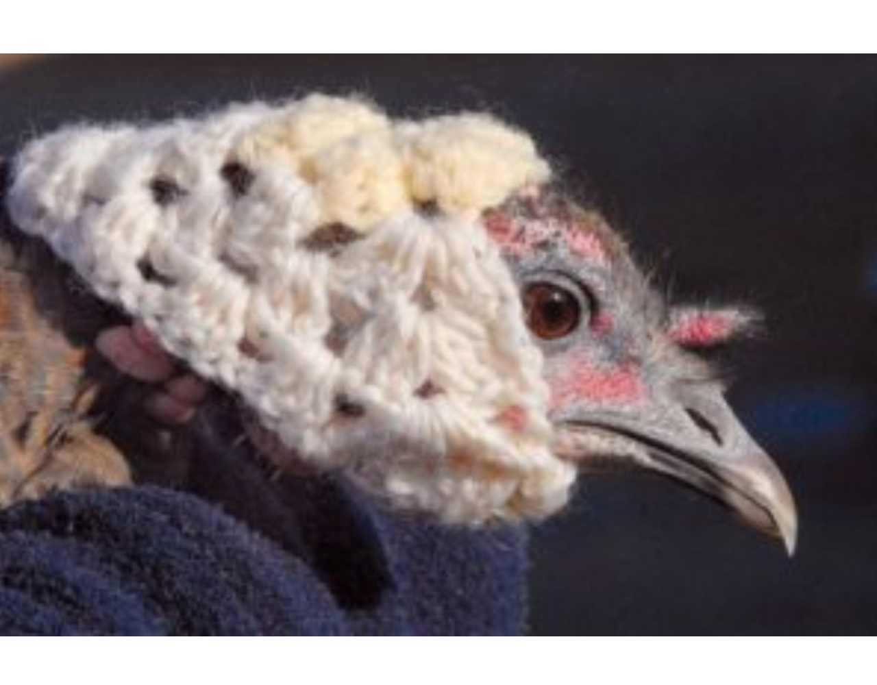 Wat je vooral NIET moet haken Wat je vooral NIET moet haken