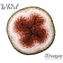 Whirl - 777 Scrumptious Lush Whirl - 777 Scrumptious Lush