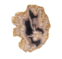 Versteend houten design lamp -  Dual White - 2700k - 6500k - #103