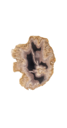 Versteend houten design lamp -  Dual White - 2700k - 6500k - #103