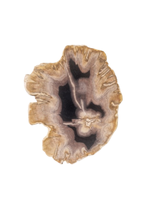 Versteend houten design lamp -  Dual White - 2700k - 6500k - #103