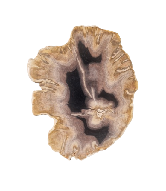 Versteend houten design lamp -  Dual White - 2700k - 6500k - #103