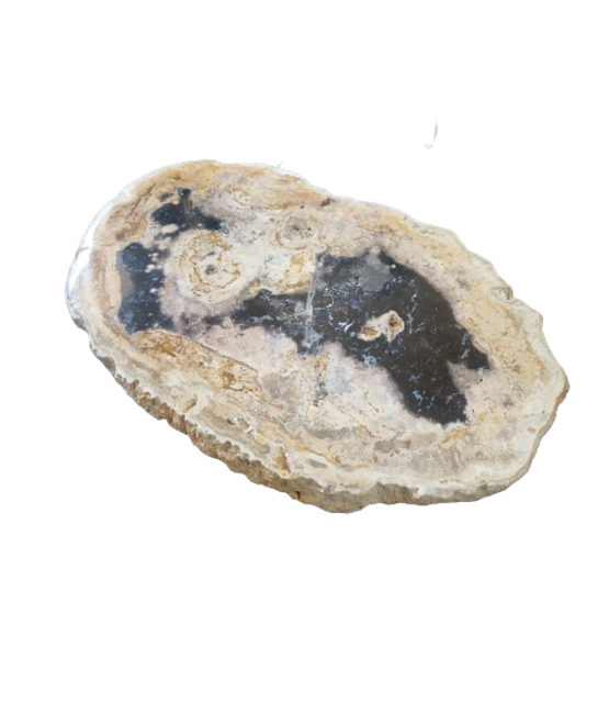 Versteend houten design lamp -  Dual White - 2700k - 6500k - #104